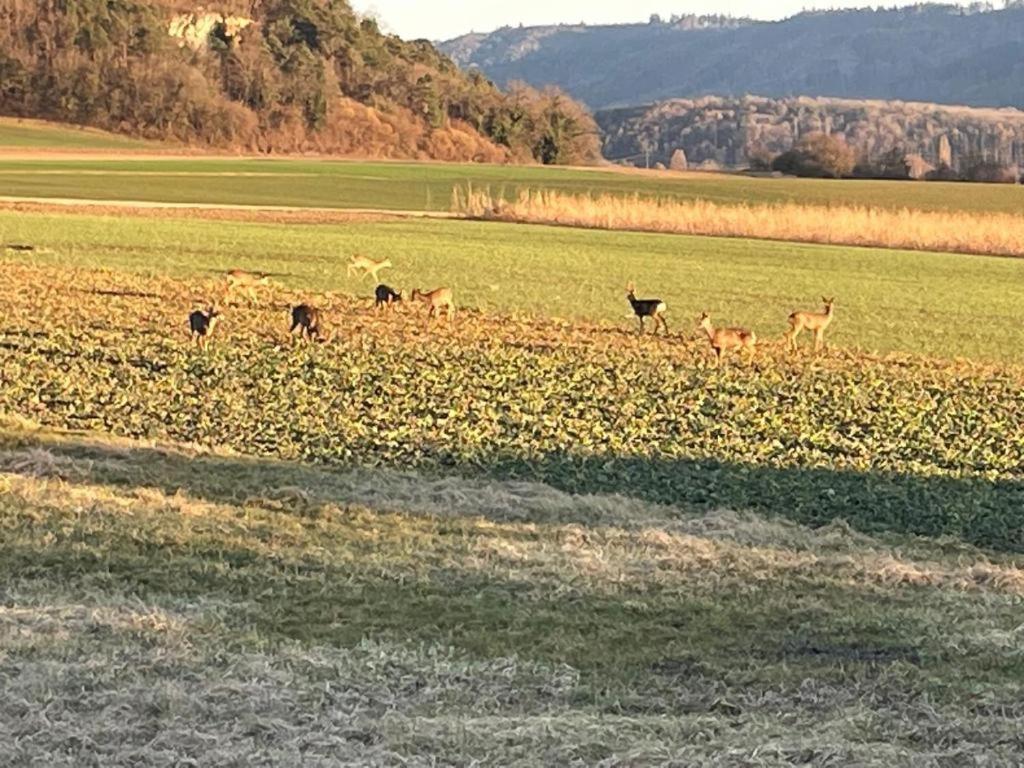 Schoene Unterkunft Naehe Schweiz Gottmadingen Exterior photo